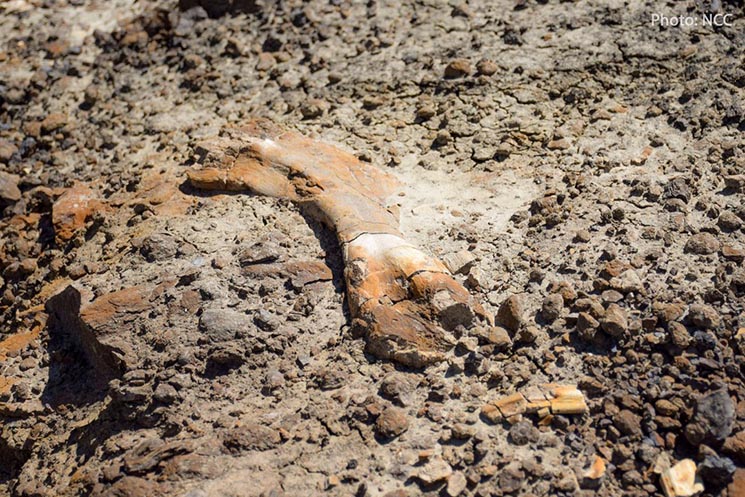 12-річний хлопчик знайшов скелет динозавра